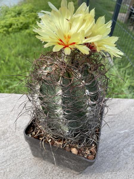 Astrophytum capricorne